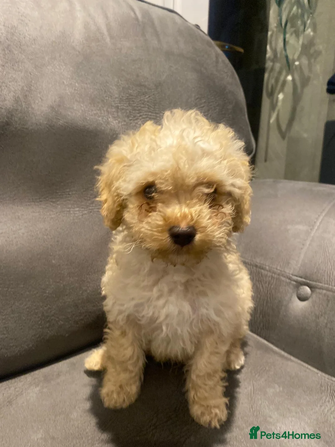 Maltipoo dogs for sale: Miniature maltipoo puppies - Advert 15