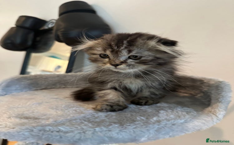 Scottish Fold cats - Advert 2