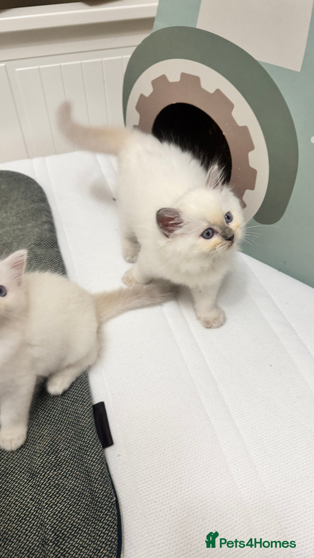 Ragdoll cats for sale: GCCF reg , Rare and milky white Lilac kittens  - Advert 18
