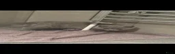 Scottish Fold cats for sale: Scottish Folded and Straight Ear Kittens in Wisbech - Advert 6