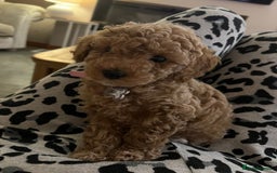 Poochon dogs for sale: STUNNING POOCHON - Image 1