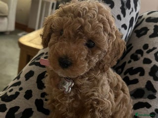 Poochon dogs for sale: STUNNING POOCHON - Advert 3