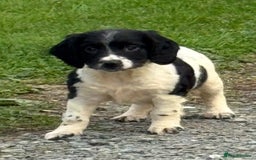English Springer Spaniel dogs for sale: KC Calm English Springer Spaniel Puppies - Image 34