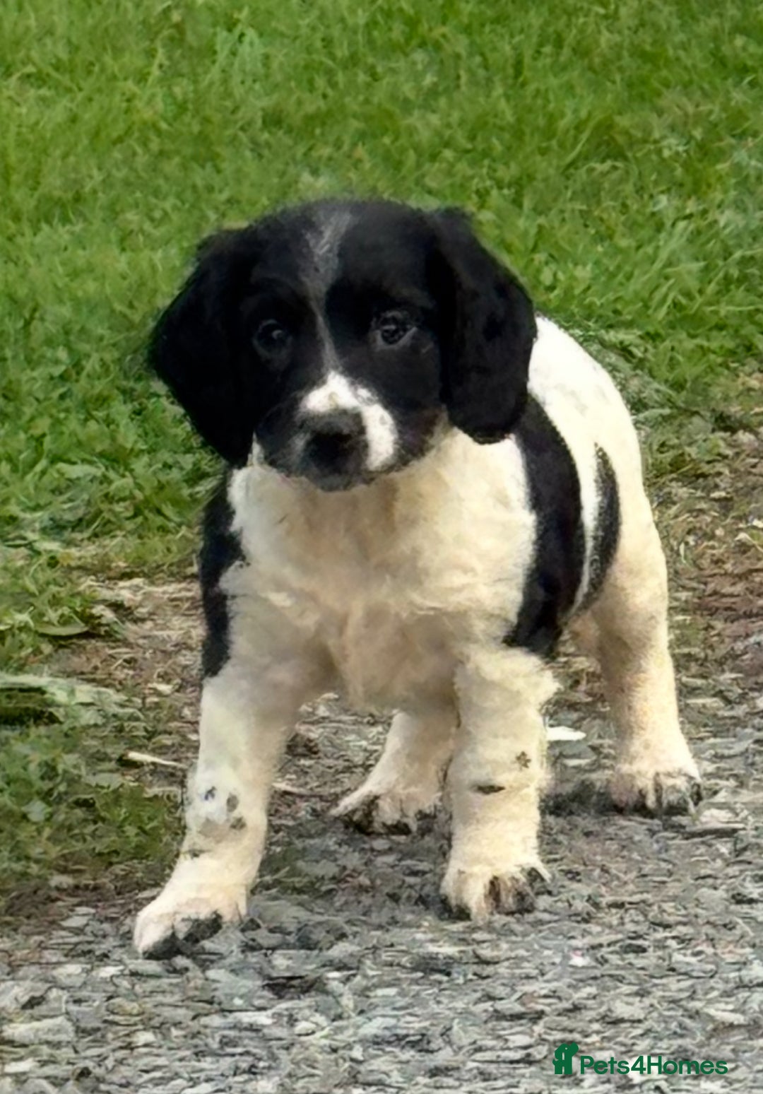 English Springer Spaniel dogs for sale: KC Calm English Springer Spaniel Puppies - Image 34