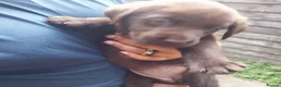 Labrador Retriever dogs for sale: Labrador puppies 🐶  in Rushden - Advert 17