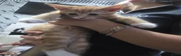Tibetan cats for sale: Lukas  in Nottingham - Advert 14