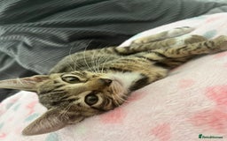 Mixed Breed cats for sale: Pixie bob mixed kittens - Image 11
