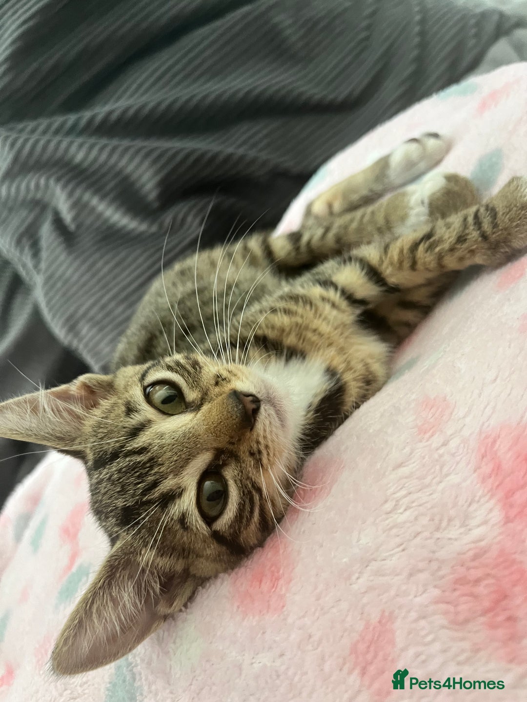 Mixed Breed cats for sale: Pixie bob mixed kittens - Image 11