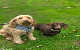Miniature Dachshund dogs for sale: Dachshund Sad Rehome  - Image 9