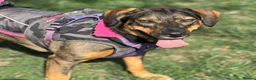 Mixed Breed dogs for adoption: Misty (Shepherd/Hound mix) in Bushey - Advert 11