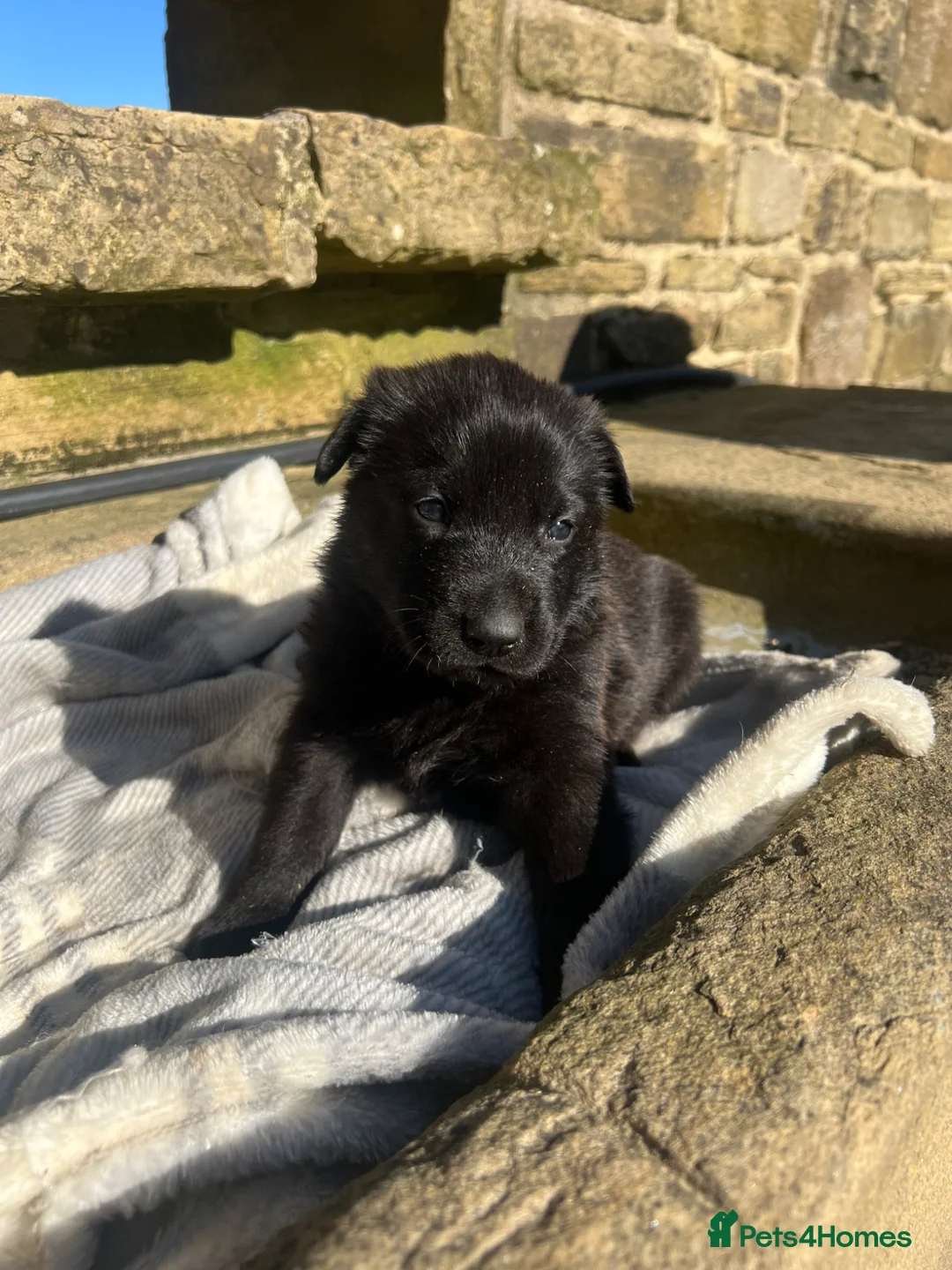 German Shepherd dogs for sale: Beautiful Rare German Shepherds  - Advert 2