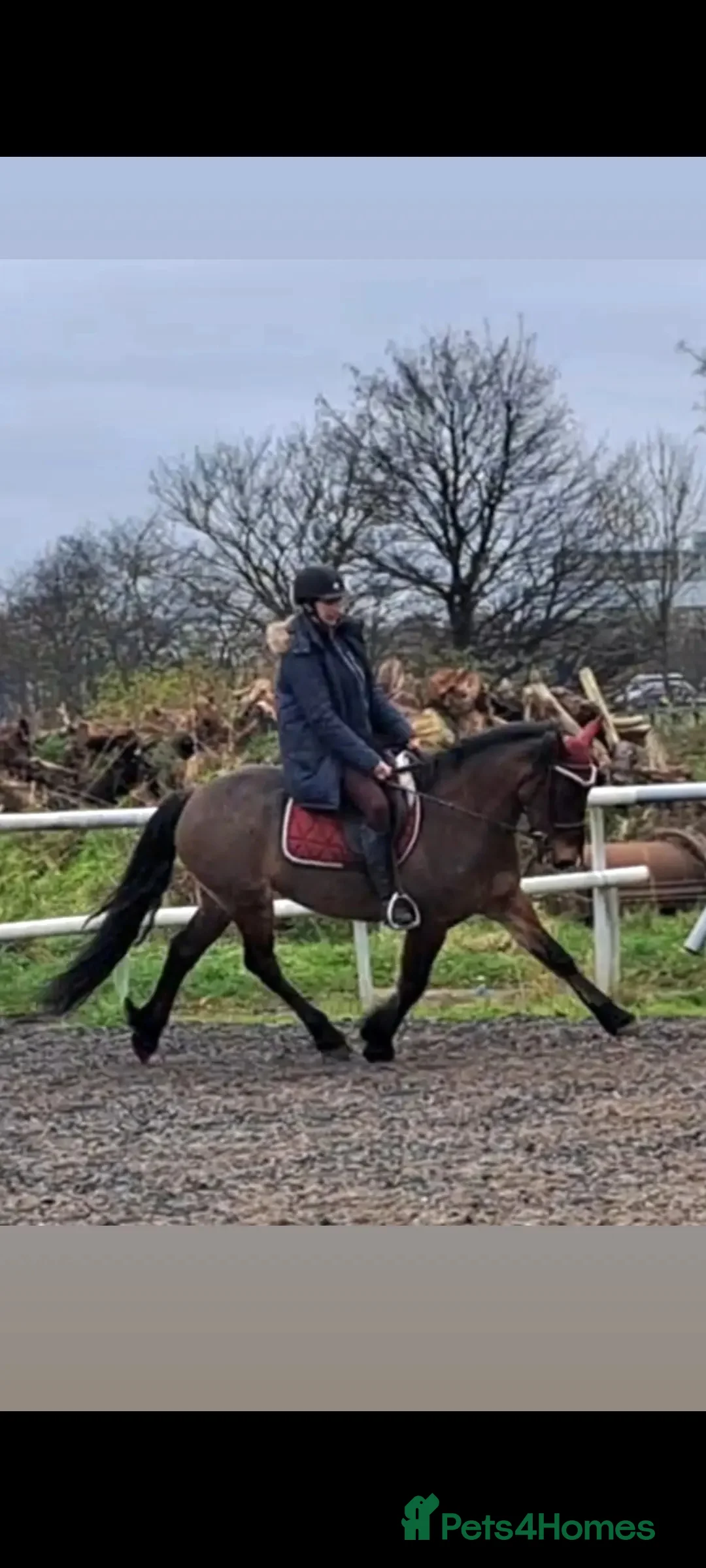 Welsh Section D horses for sale: Eye catching bay mare  in Prescot - Advert 4