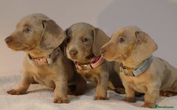 Miniature Dachshund dogs for sale: 🌟5StarsLicense+Holistic+KC+VetCheck+PRAClear - Image 34