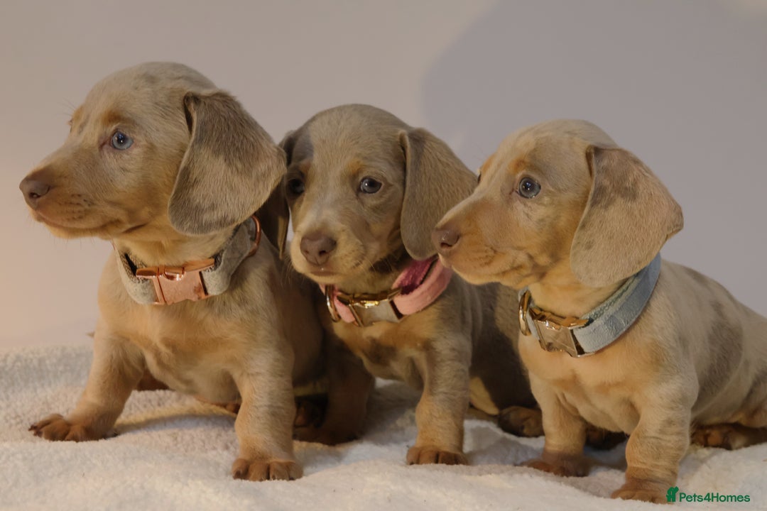 Miniature Dachshund dogs for sale: 🌟5StarsLicense+Holistic+KC+VetCheck+PRAClear - Image 34