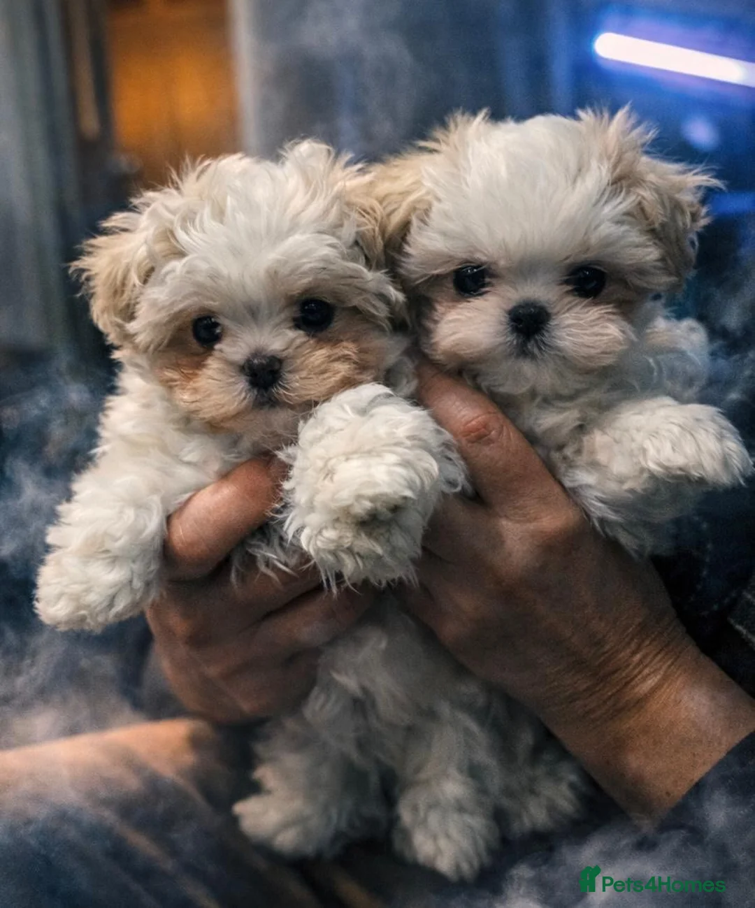 Maltese dogs for sale: Maltipoos ready now  - Advert 2