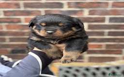 Rottweiler dogs for sale: 5 chunky pure pedigree Rottweiler pups - Image 7