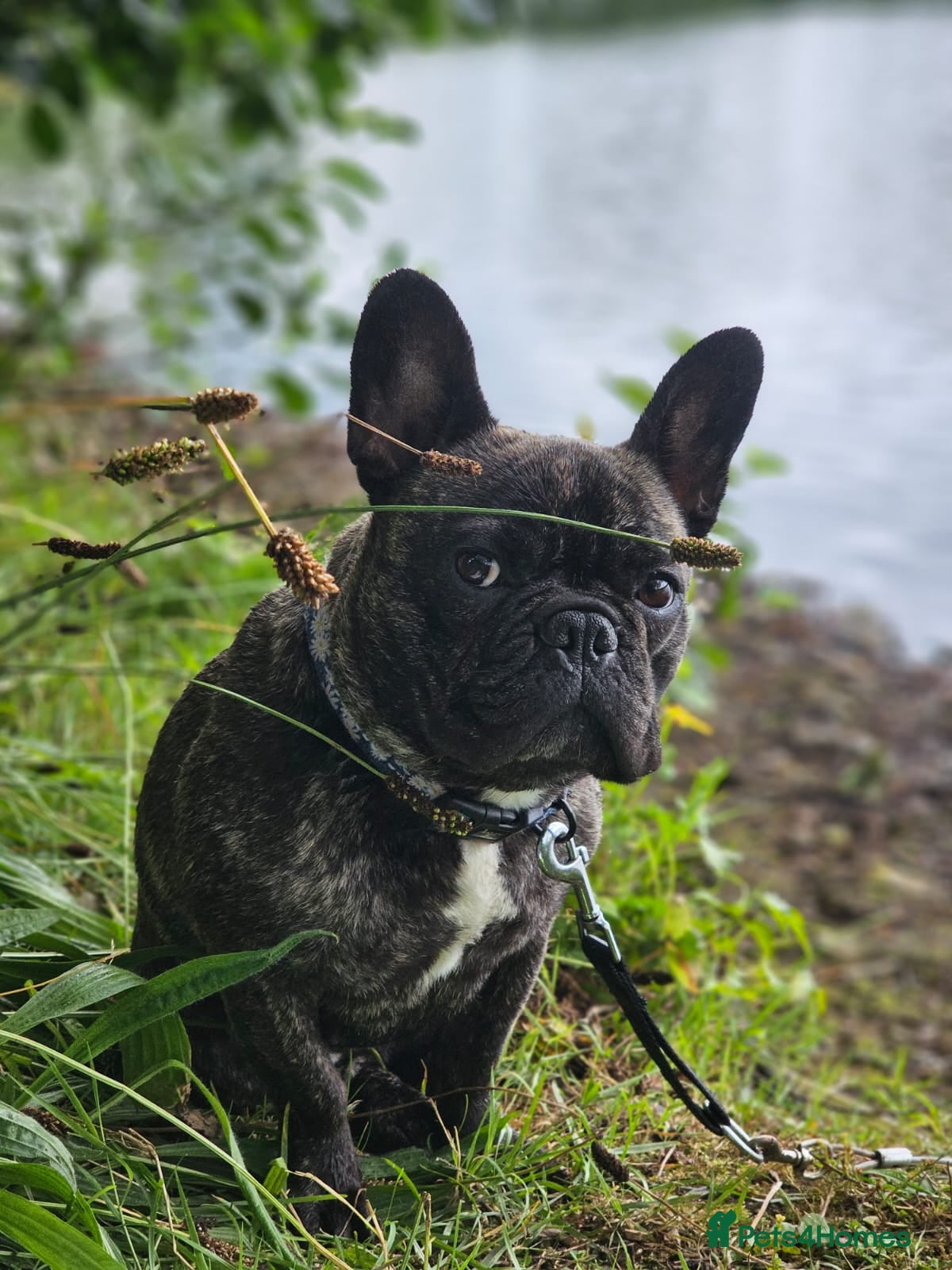 French Bulldog dogs Female KC French Bulldog - 5yrs Old - Advert 1