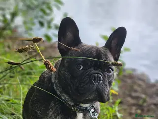 French Bulldog dogs Female KC French Bulldog - 5yrs Old - Advert 1