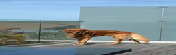 Golden Retriever dogs for stud: HANDSOME DARK GOLDEN RETRIEVER STUD-PICK OF LITTER - Advert 13