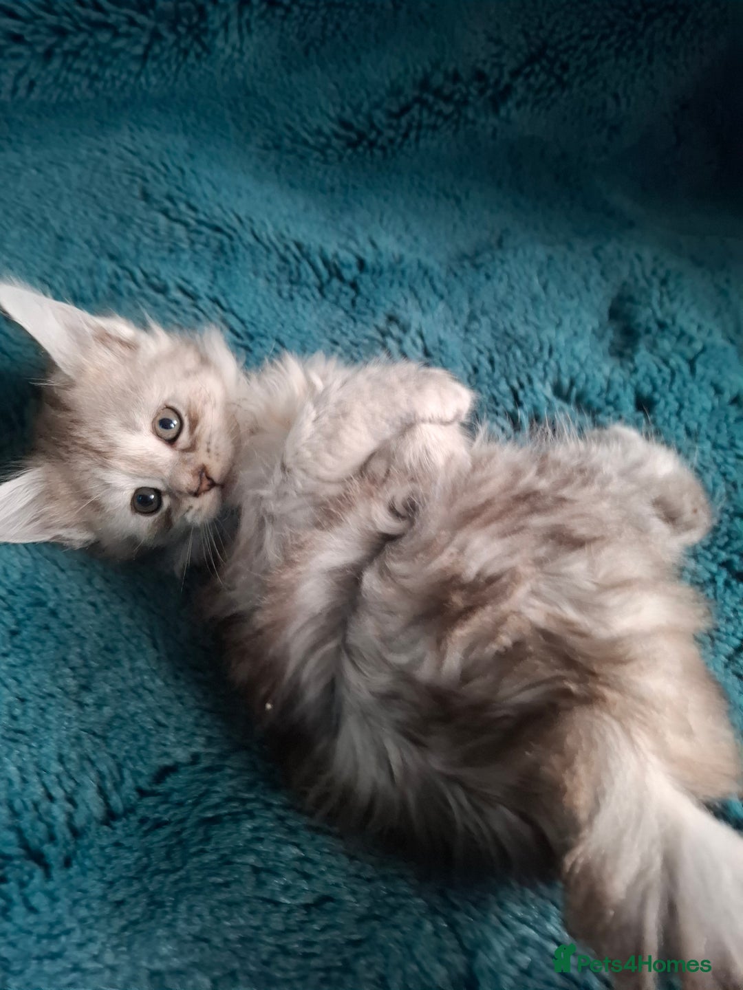 Maine Coon cats for sale: Tica Registered Maine Coon Kittens - Advert 10