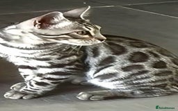 Bengal cats for sale: Silver bengal kitten  - Image 7