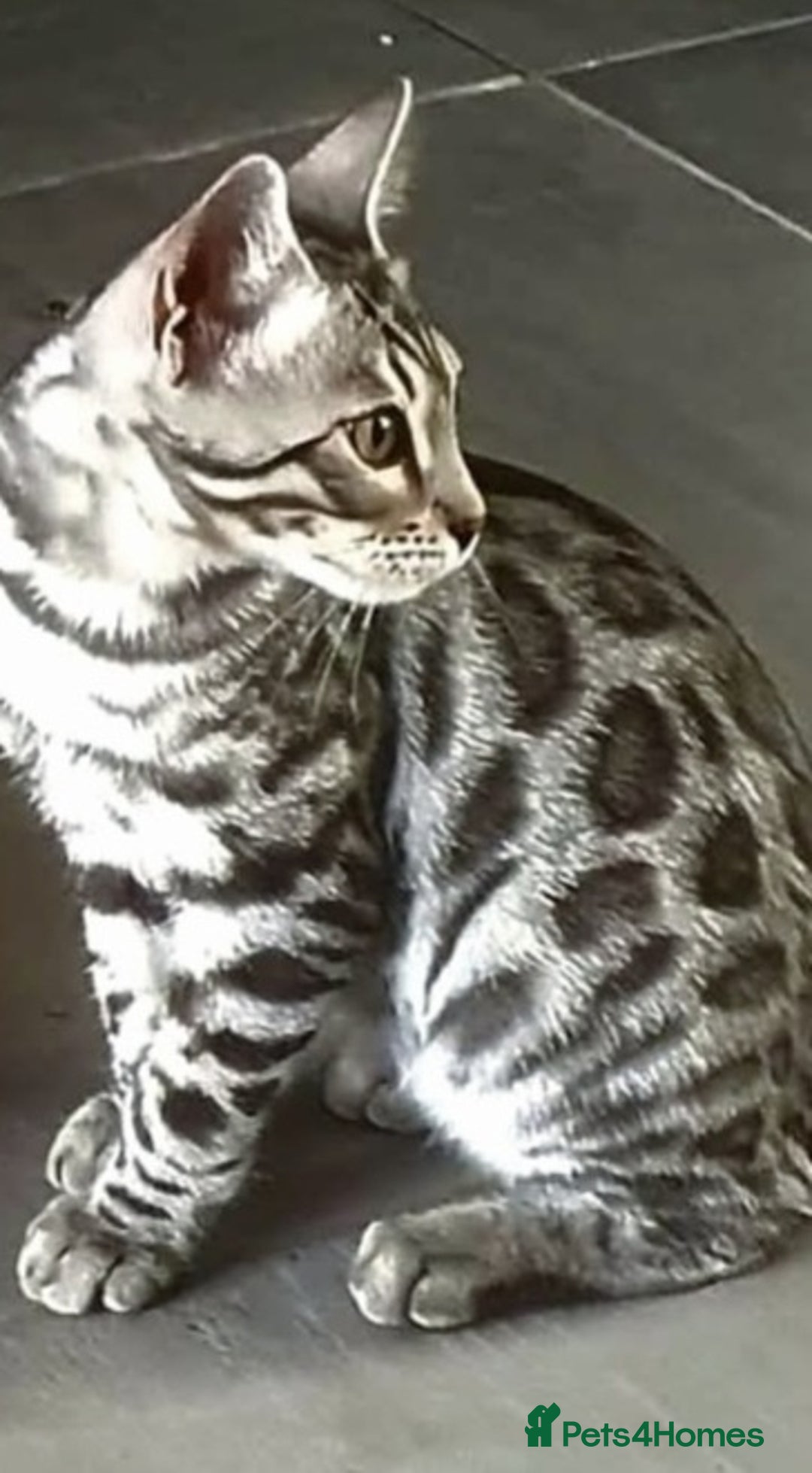 Bengal cats for sale: Silver bengal kitten  - Image 7