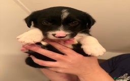 Border Collie dogs for sale: Border collie pups - Image 19