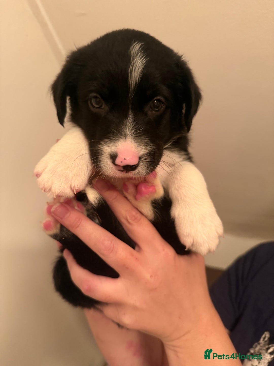 Border Collie dogs for sale: Border collie pups - Image 19