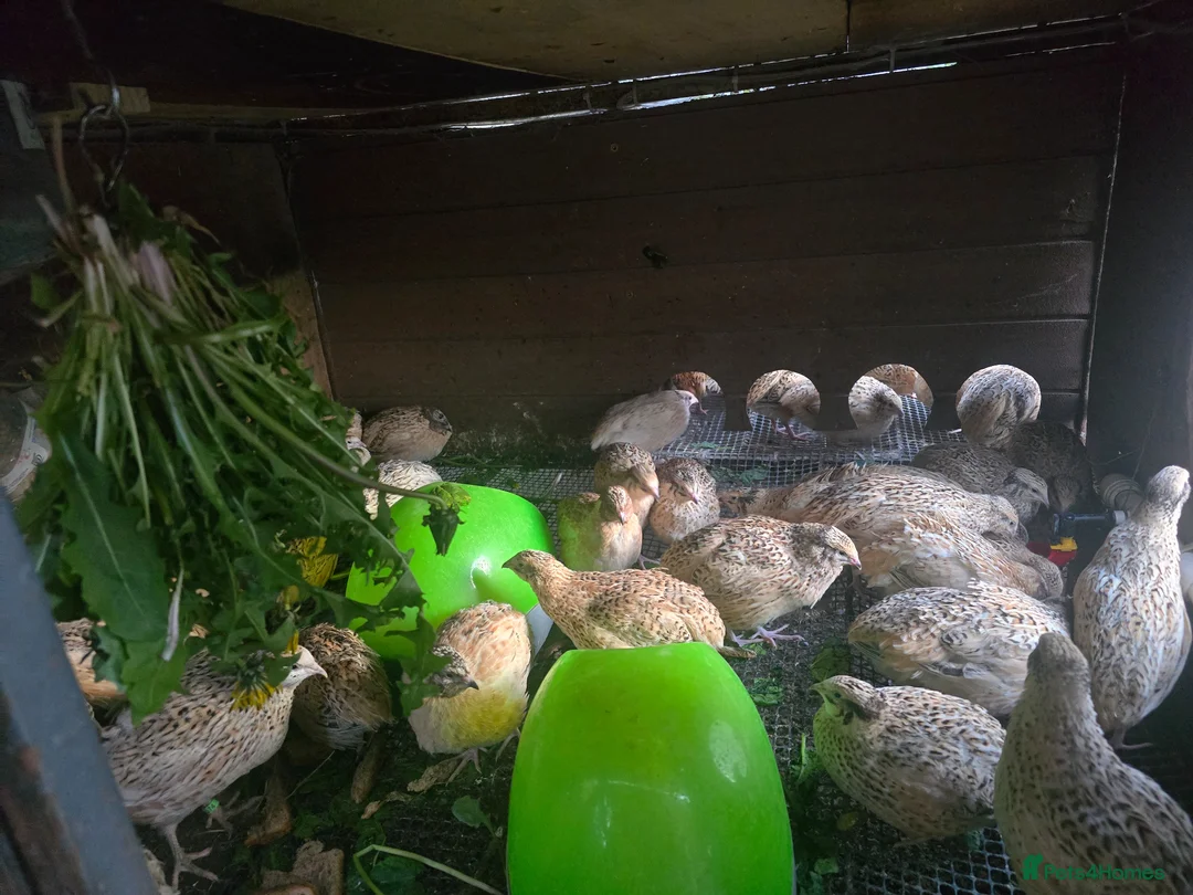 Quail poultry for sale: Quails and quails eggs &jambo males - Advert 23