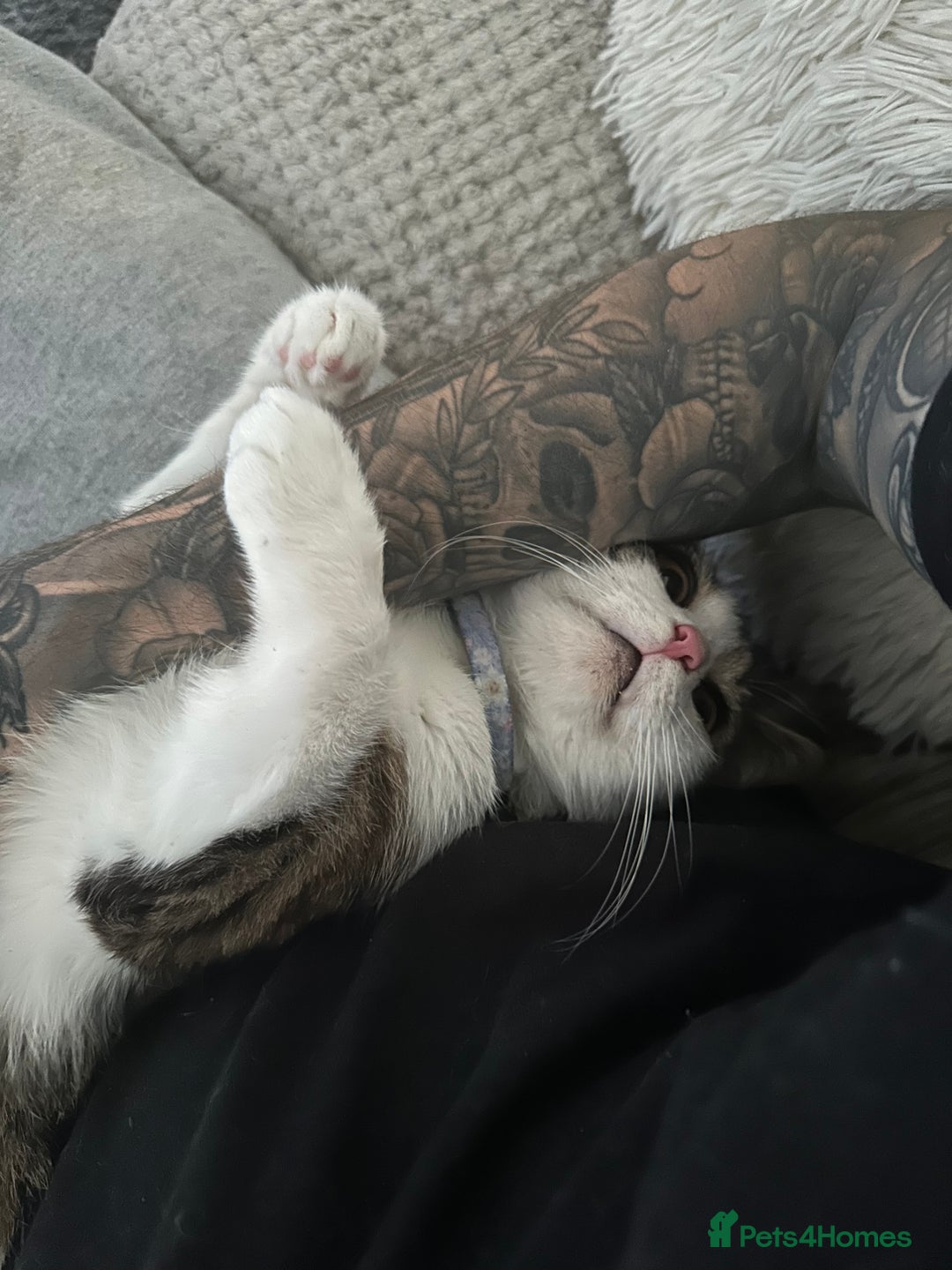 Domestic Shorthair cats for sale: (FREE) 2 Female cats need rehoming  - Advert 5