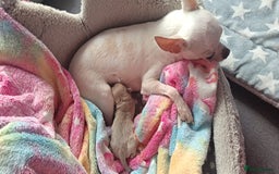 Chihuahua dogs for sale: Chihuahua boy 💙 - Advert 13