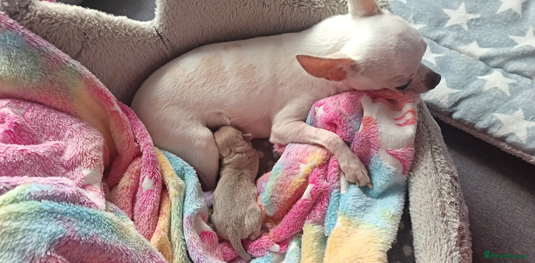 Chihuahua dogs for sale: Chihuahua boy 💙 - Advert 13