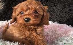 Cavapoo dogs for sale: Beautiful Cavapoo Puppies Ever! - Image 6