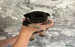 French Bulldog dogs for sale: KC REGISTERED FRENCH BULLDOG PUPPIES - Image 5