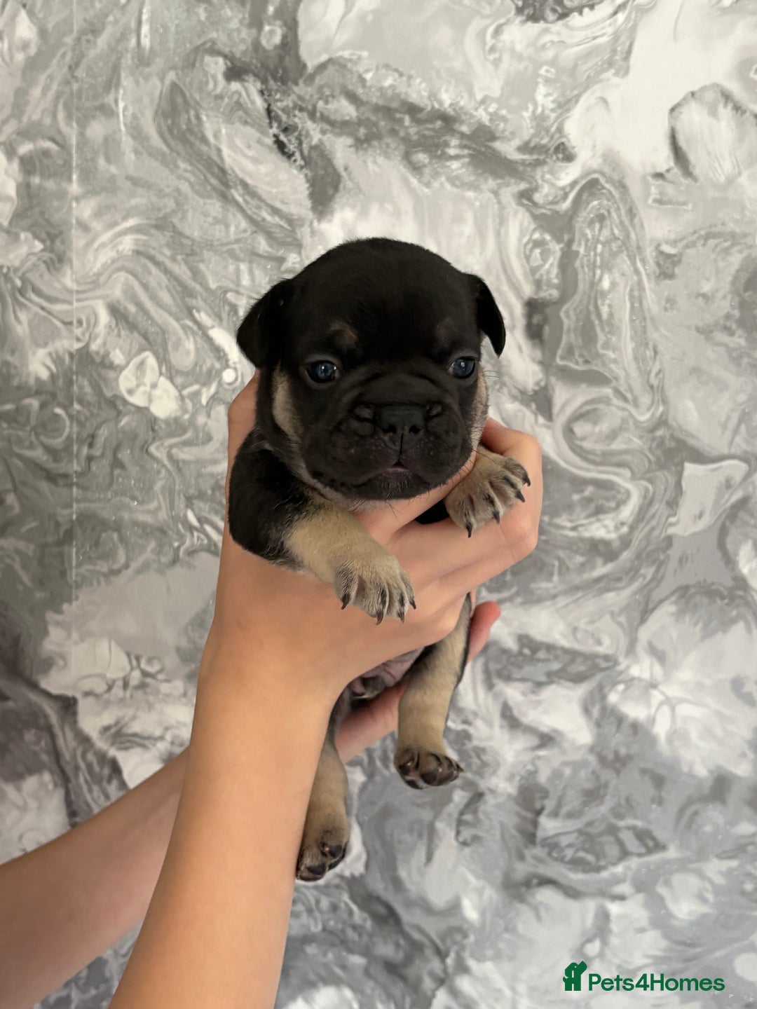 French Bulldog dogs for sale: KC REGISTERED FRENCH BULLDOG PUPPIES - Image 5