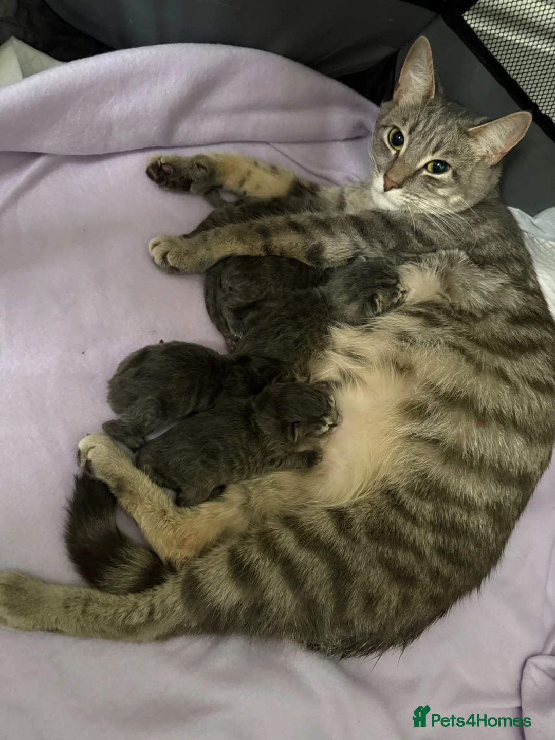 Ragcoon cats for sale: Ragdoll , Maine coon , Bombay cross . Fluffy blue - Advert 1