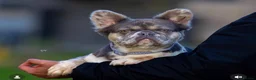 French Bulldog dogs for sale: Lovely fluffy frenchies - Advert 7