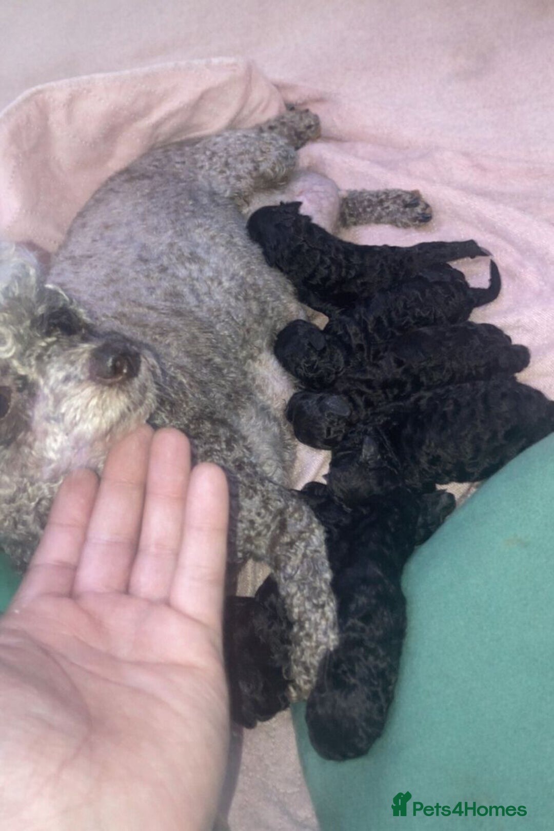 Toy Poodle dogs for sale: Beautiful toy poodle girl  - Advert 1