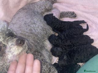 Toy Poodle dogs Beautiful toy poodle girl - Advert 1