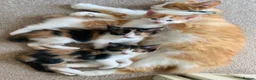 Mixed Breed cats for sale: Ready to go. Two girls and a boy Kuril bobtail mix - Advert 2