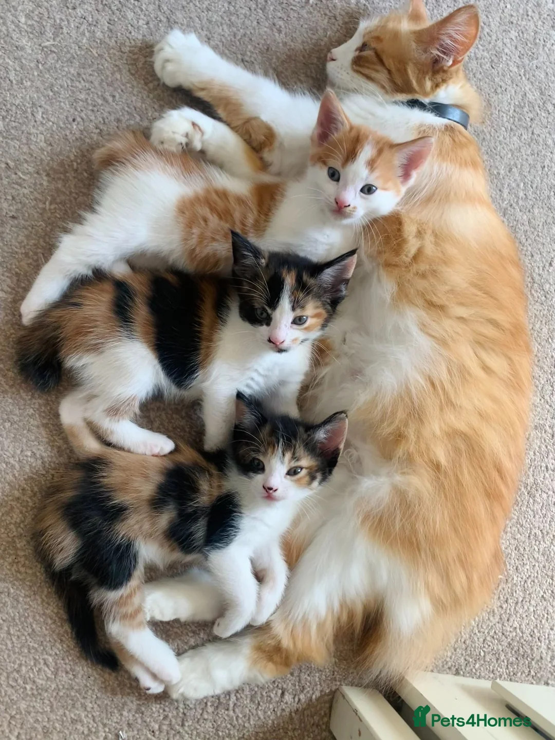 Mixed Breed cats for sale: Ready to go. Two girls and a boy Kuril bobtail mix - Advert 2