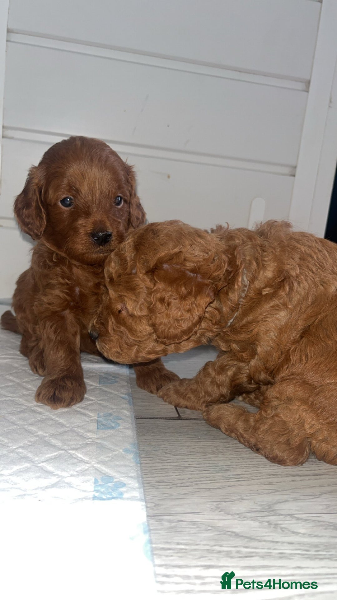 Cockapoo dogs for sale: Adorable cockapoos - Image 4