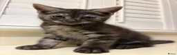 Mixed Breed cats for sale: 3 Dark grey mixed persian chinchilla kittens - Advert 13
