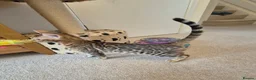 Bengal cats for sale: Stunning Pedigree Bengal Kittens - Advert 4