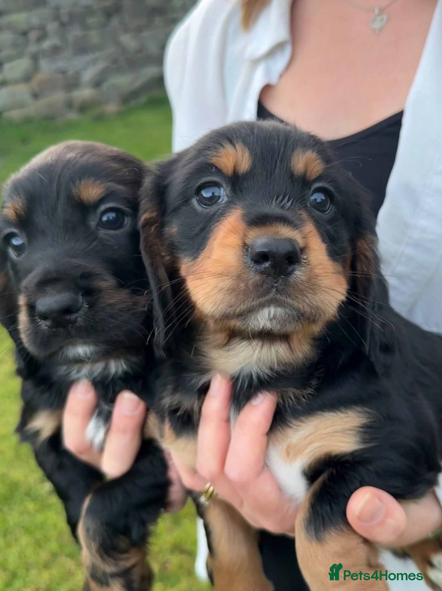 Cocker Spaniel dogs Working Cocker Spaniel Puppies - Advert 2