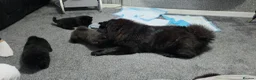 Chow Chow dogs for sale: Only 3 avalable (5 generation Chow chow) puppys - Advert 14
