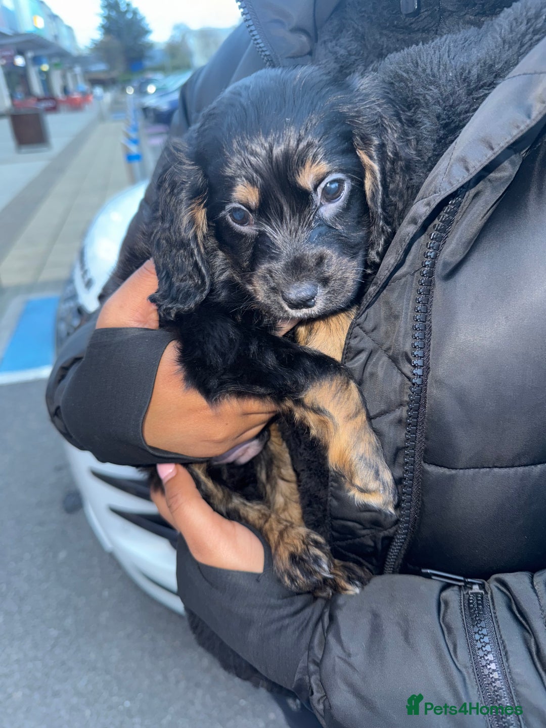 Cocker Spaniel dogs for sale: Cocker spaniel puppy  - Image 5