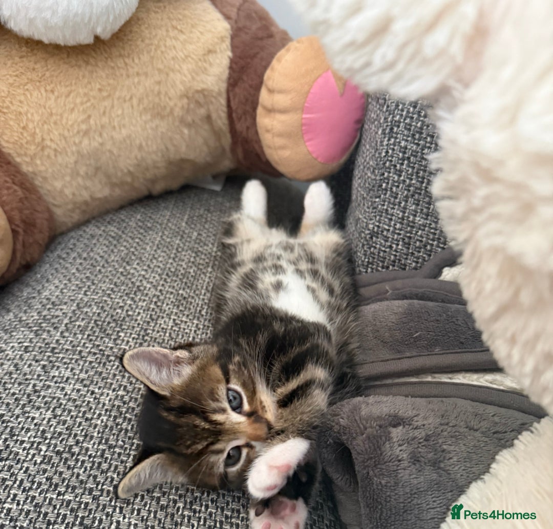 Mixed Breed cats for sale: Gorgeous naughty Tabby kitten 😍♥️ - Image 1
