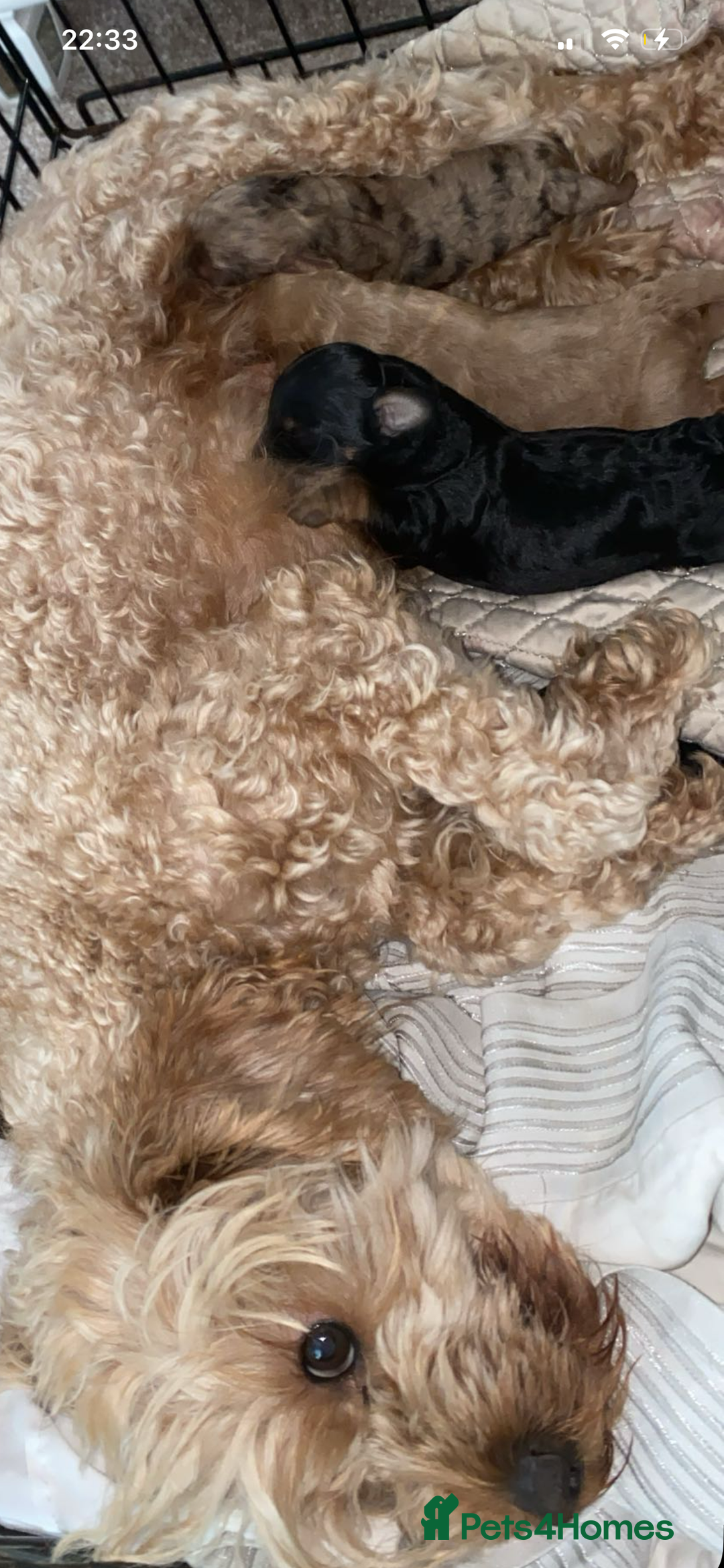 Cavapoo dogs for sale: Healthy unique cavapoos - Advert 2