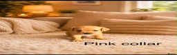 Mixed Breed dogs for sale: 6 beautiful cavapoos puppies  - Advert 12